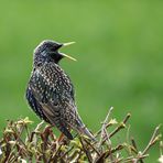 Der Star (Sturnus vulgaris)