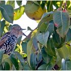 Der Star (Sturnus vulgaris)....