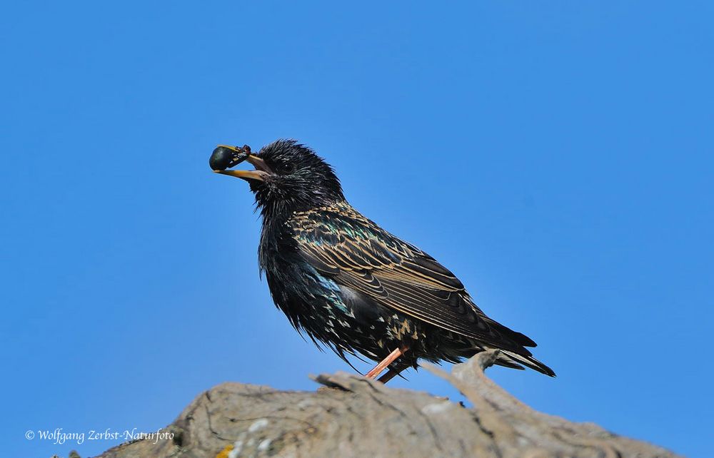 --- Der Star --- (Sturnus vulgaris )