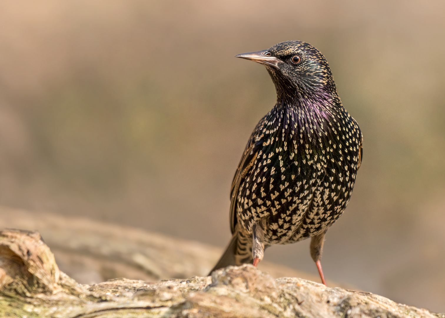 Der Star (Sturnus vulgaris)