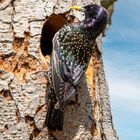 Der Star - sturnus vulgaris