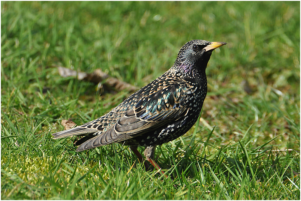 Der Star (Sturnus vulgaris) - eine schillernde Persönlichkeit . . .