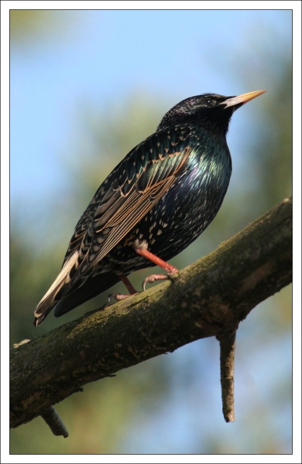 Der Star (Sturnus vulgaris) in Helsinki