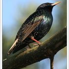 Der Star (Sturnus vulgaris) in Helsinki