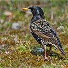 Der Star (Sturnus vulgaris) macht in seinem Prachtkleid . . .