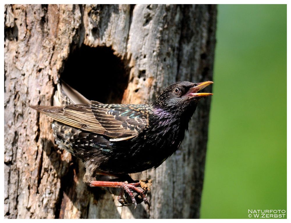 - Der Star versorgt seinen Nachwuchs Nr. 1 -     ( Sturnus vulgaris )