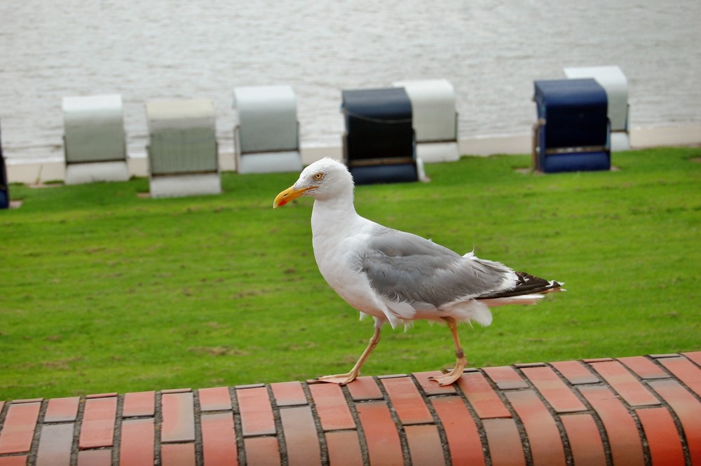 Der Star von Wilhelmshaven