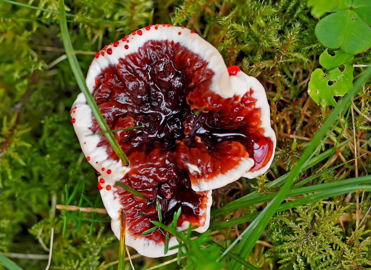 Der stark gefährdete Blutende Korkstacheling (Hydnellum peckii) - Hydnelle de Peck