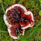 Der stark gefährdete Blutende Korkstacheling (Hydnellum peckii) - Hydnelle de Peck