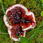 Der stark gefährdete Blutende Korkstacheling (Hydnellum peckii) - Hydnelle de Peck