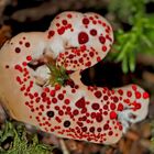 Der stark gefährdete Blutende Korkstacheling (Hydnellum peckii) - Hydnelle de Peck