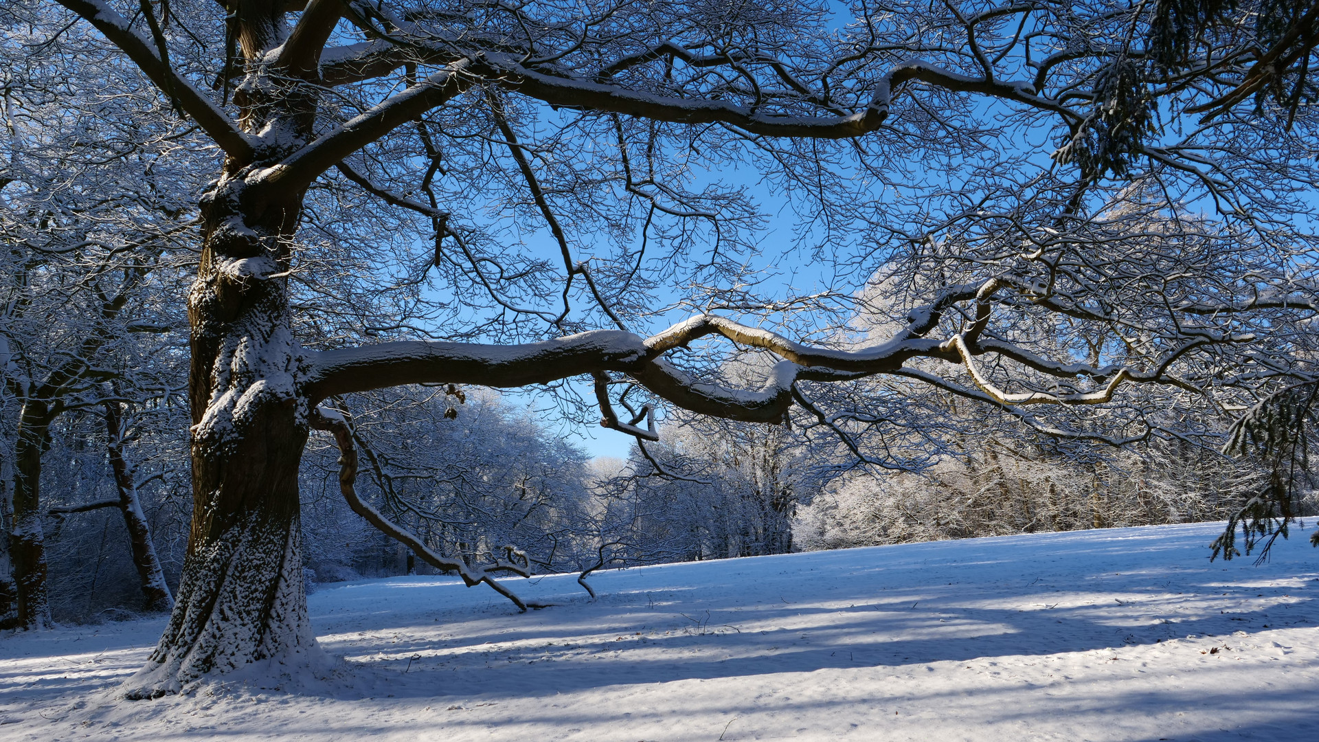 Der starke Baum