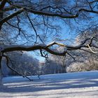 Der starke Baum