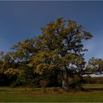 Der starke Baum