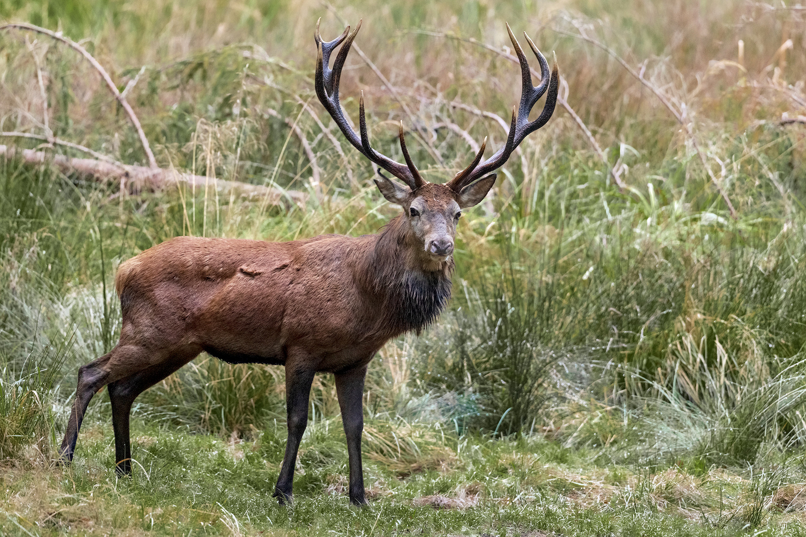 Der starke Hirsch