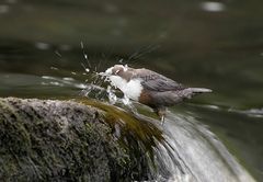 Der starke Wasseramsel