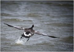 der Start aus dem Wasser