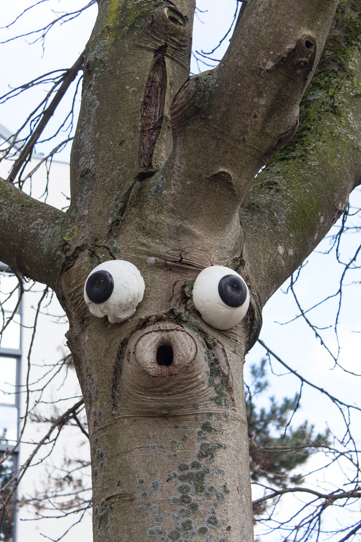 Der staunende Baum.