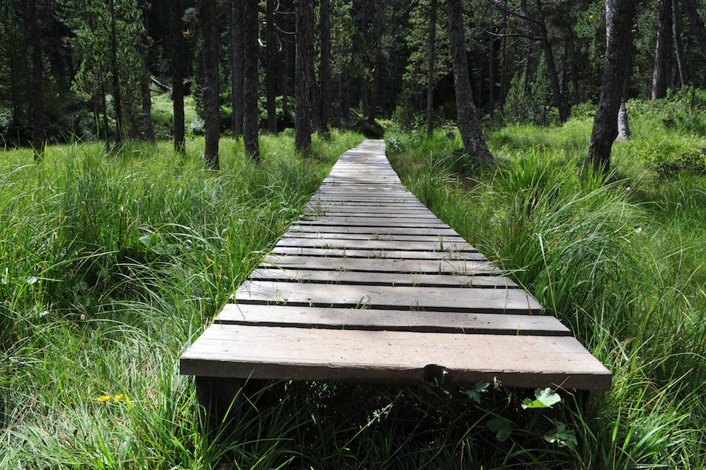 Der Steg durch den Wald