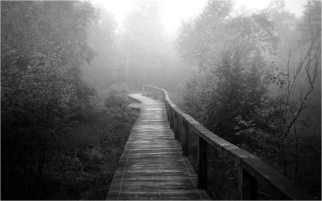 Der Steg durchs Moor