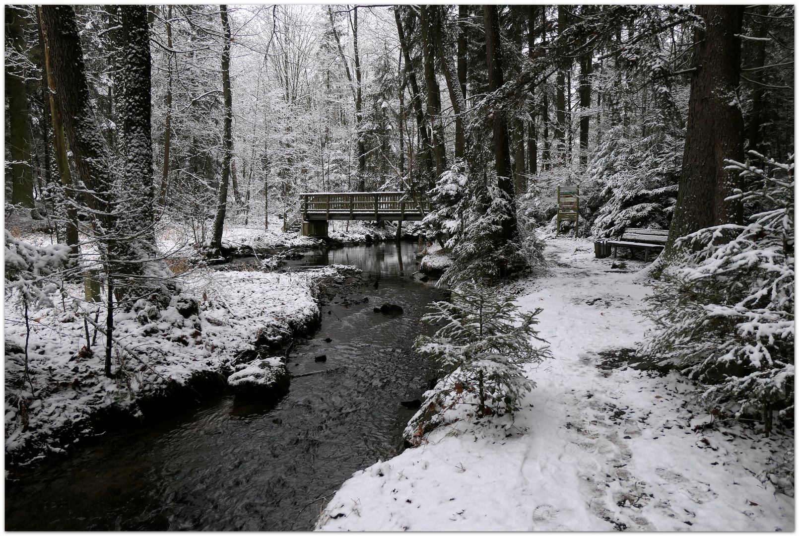 der Steg im Wald