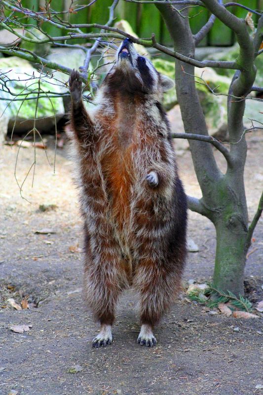 Der stehende Waschbär