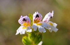 Der Steife Augentrost (Euphrasia stricta)