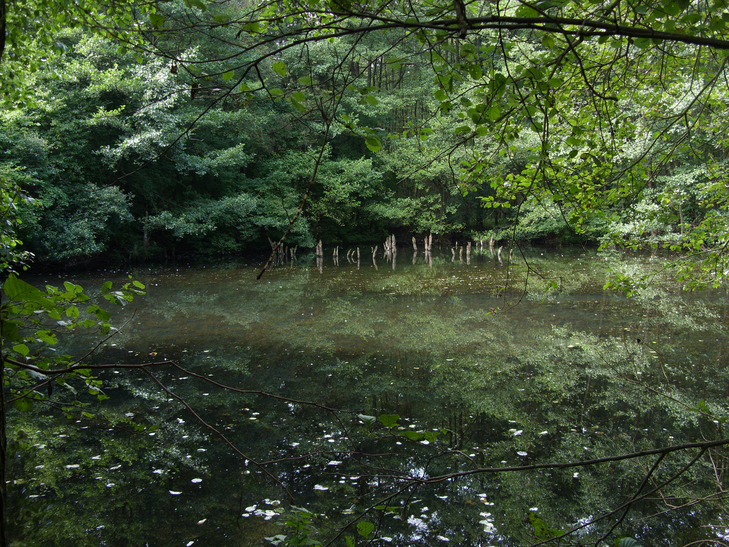 Der Steigerwald - Zauberhafter Weiher im neu entstehenden Urwald