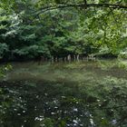 Der Steigerwald - Zauberhafter Weiher im neu entstehenden Urwald