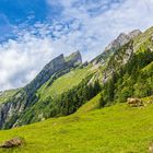 Der Stein, die Kuh und der Alpstein