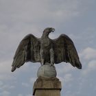 Der Steinadler