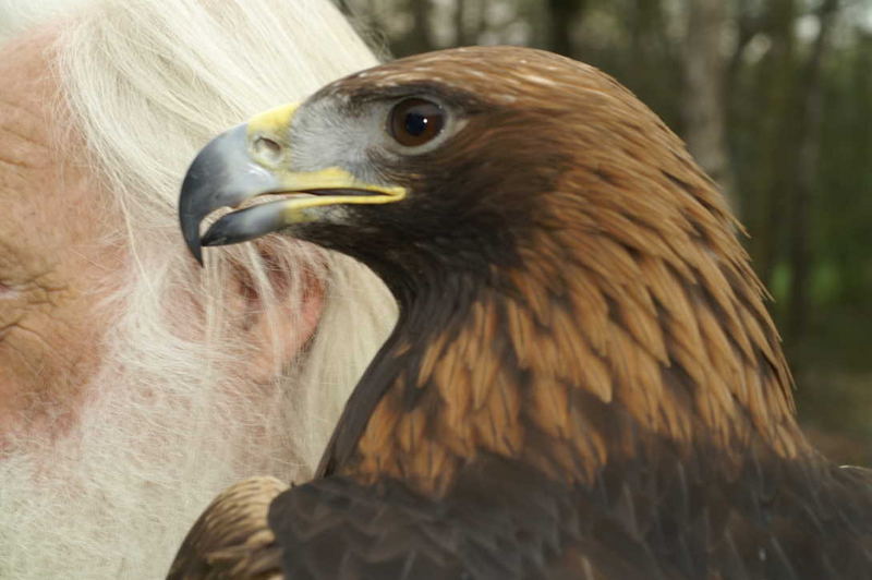 Der Steinadler