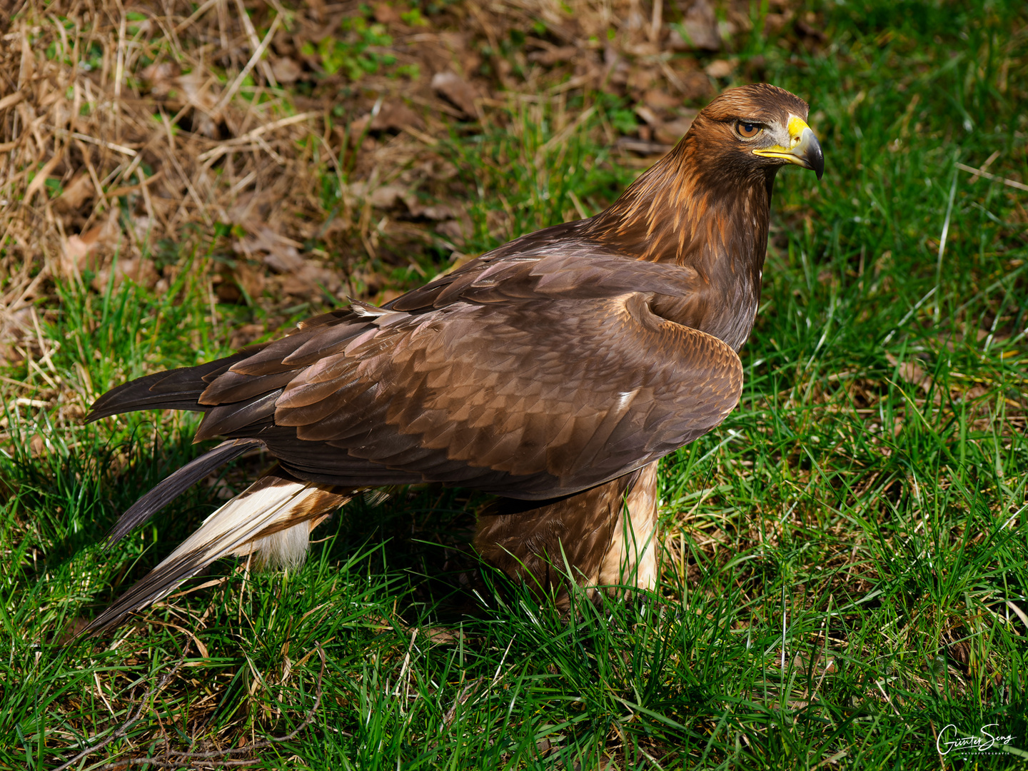 Der Steinadler...