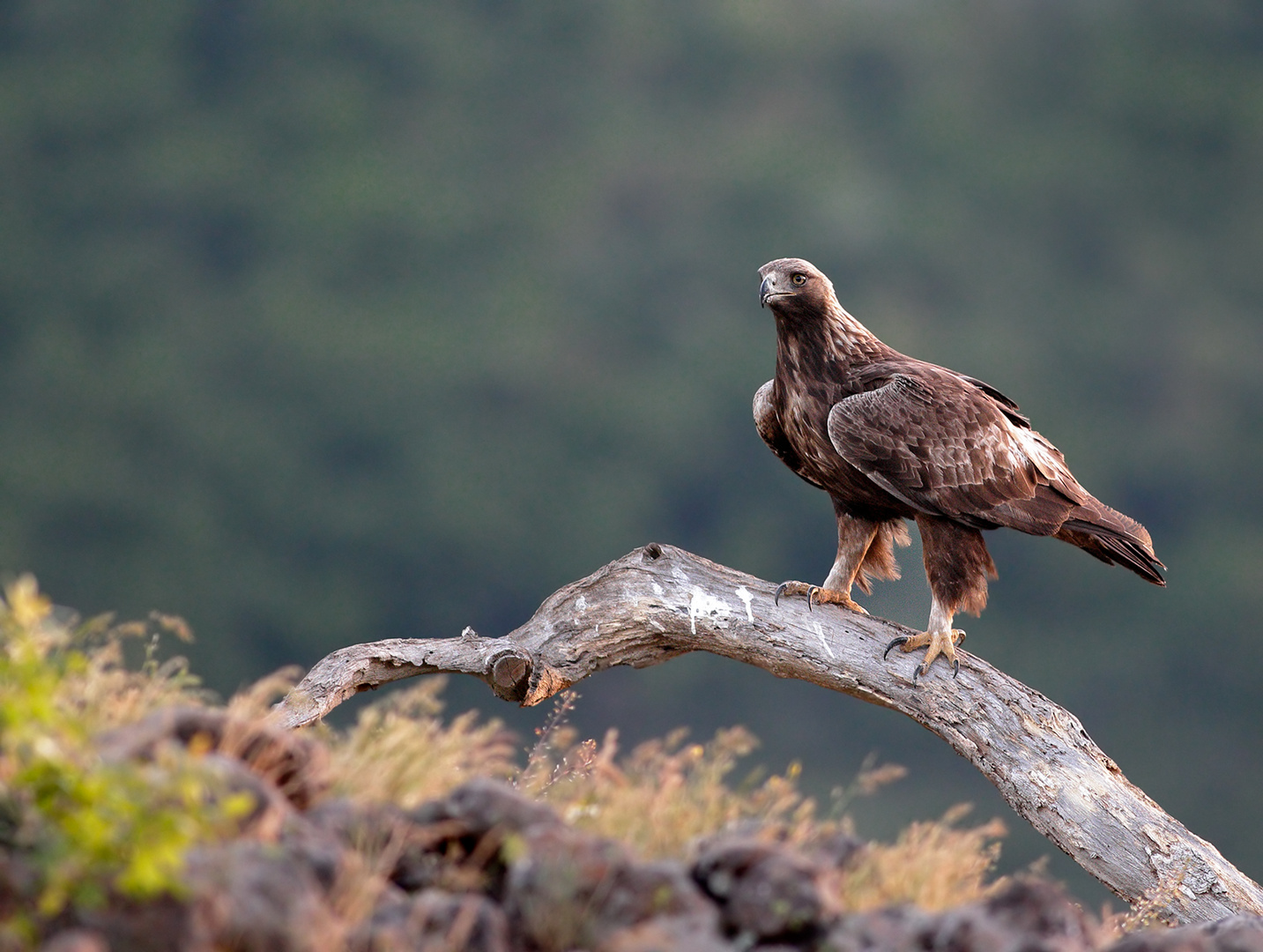 Der Steinadler