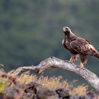 Der Steinadler