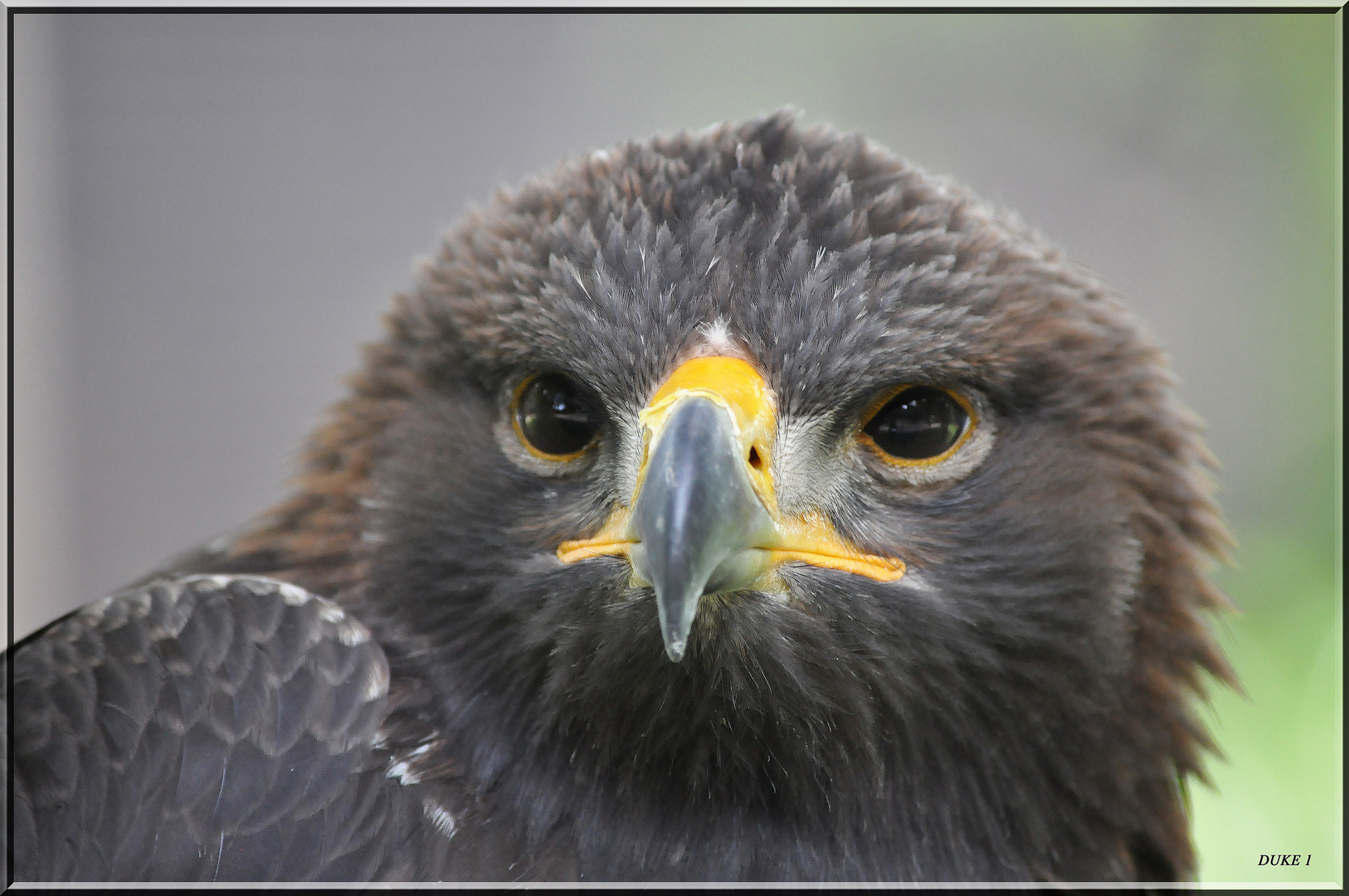 Der Steinadler .