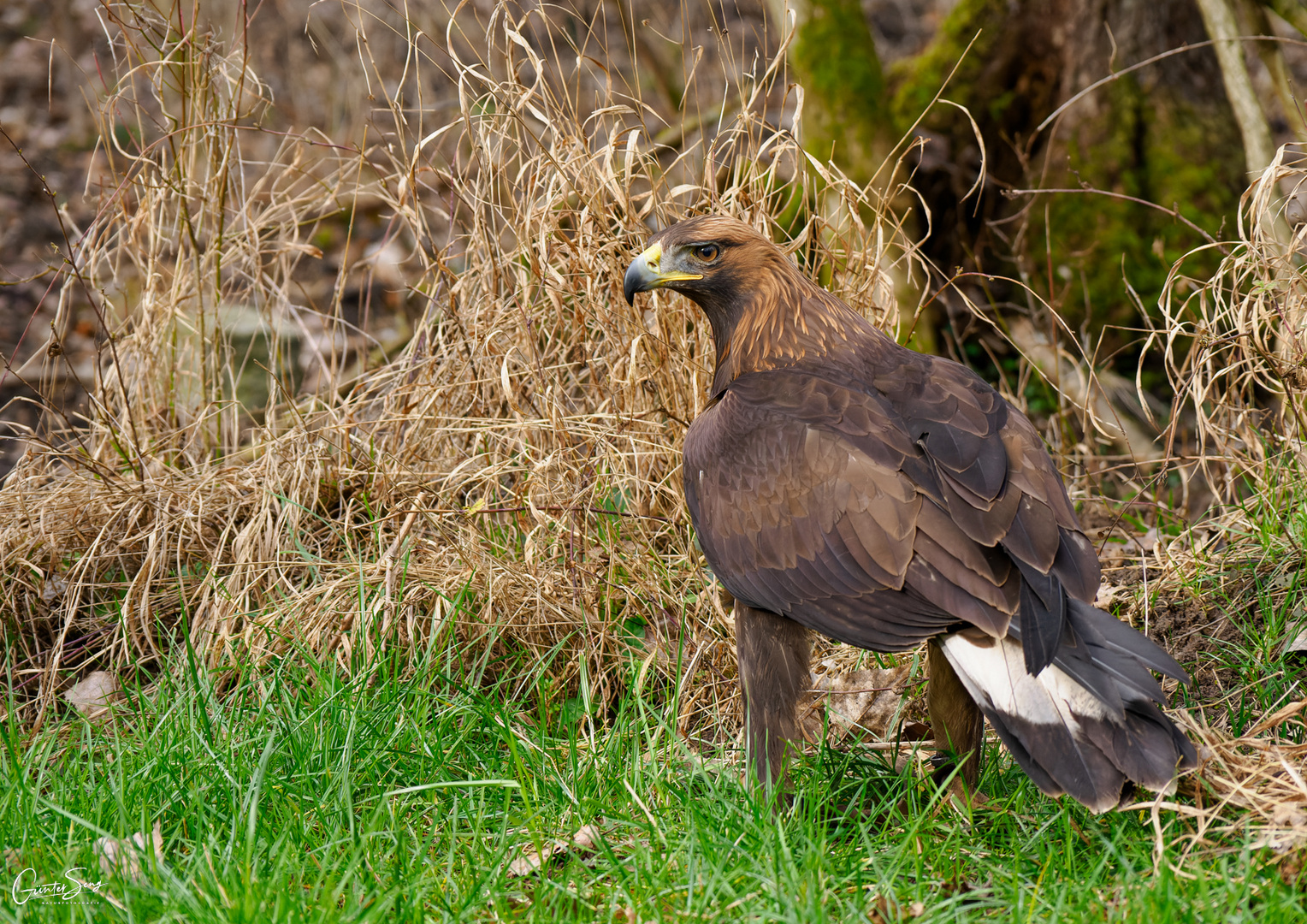 Der Steinadler ist gelandet..