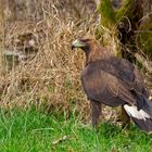 Der Steinadler ist gelandet..