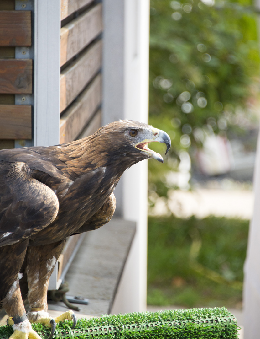 Der Steinadler warte auf seinen Einsatz