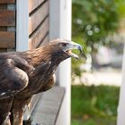 Der Steinadler warte auf seinen Einsatz