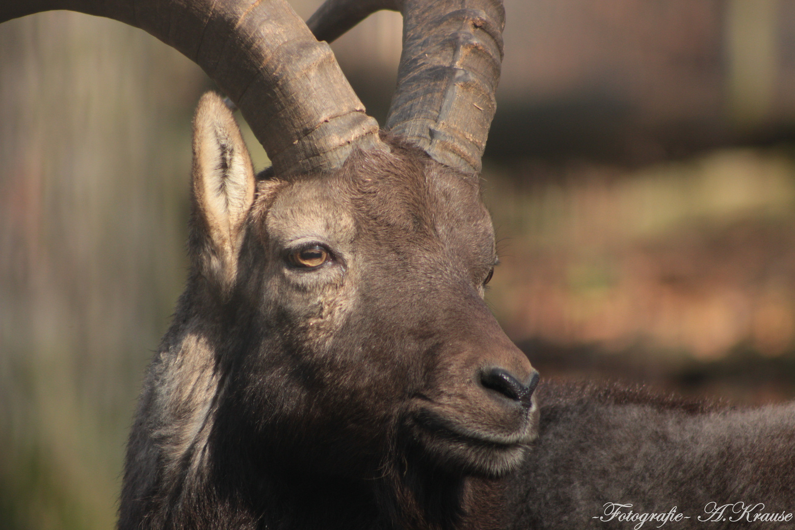 Der Steinbock