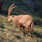 Der Steinbock beim Äsen