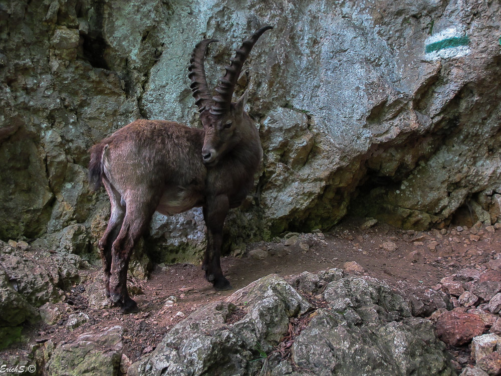 Der Steinbock