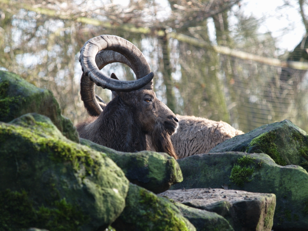 Der Steinbock