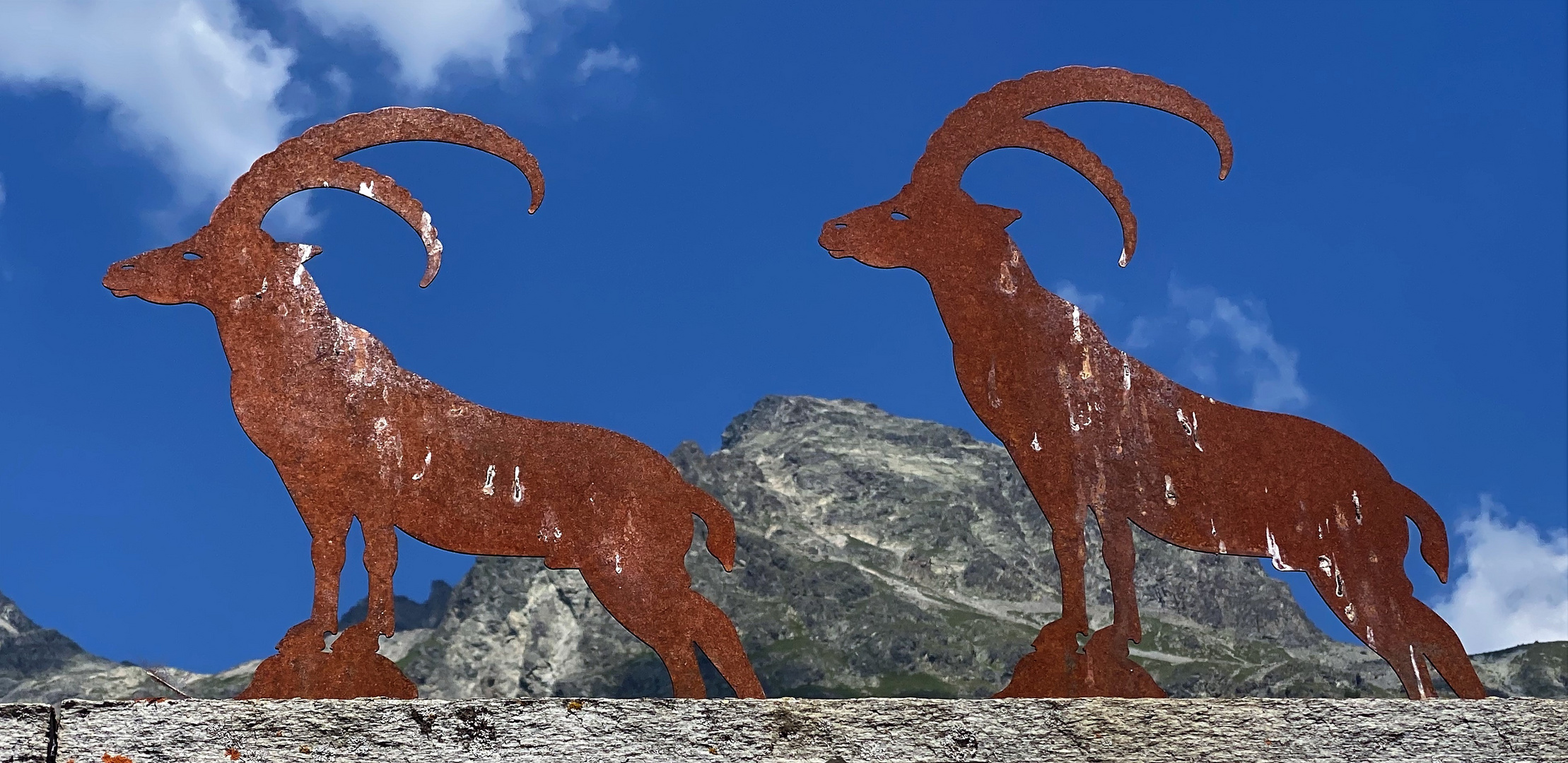 Der Steinbock, das Wappentier des Kantons Graubünden