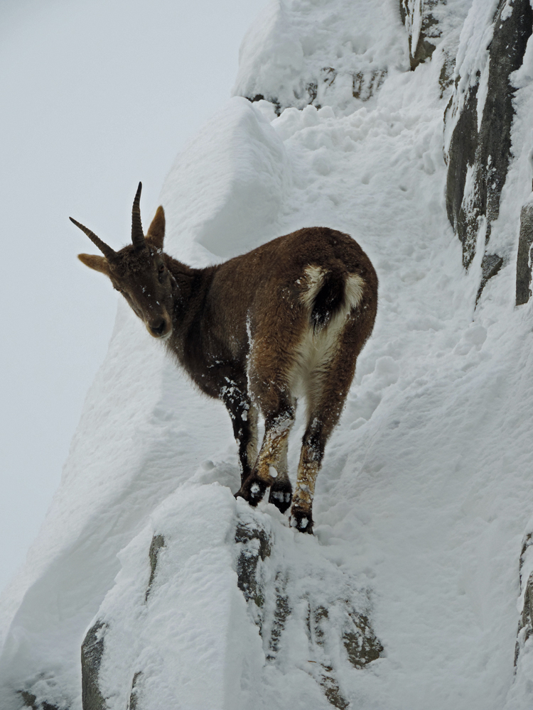 der Steinbock