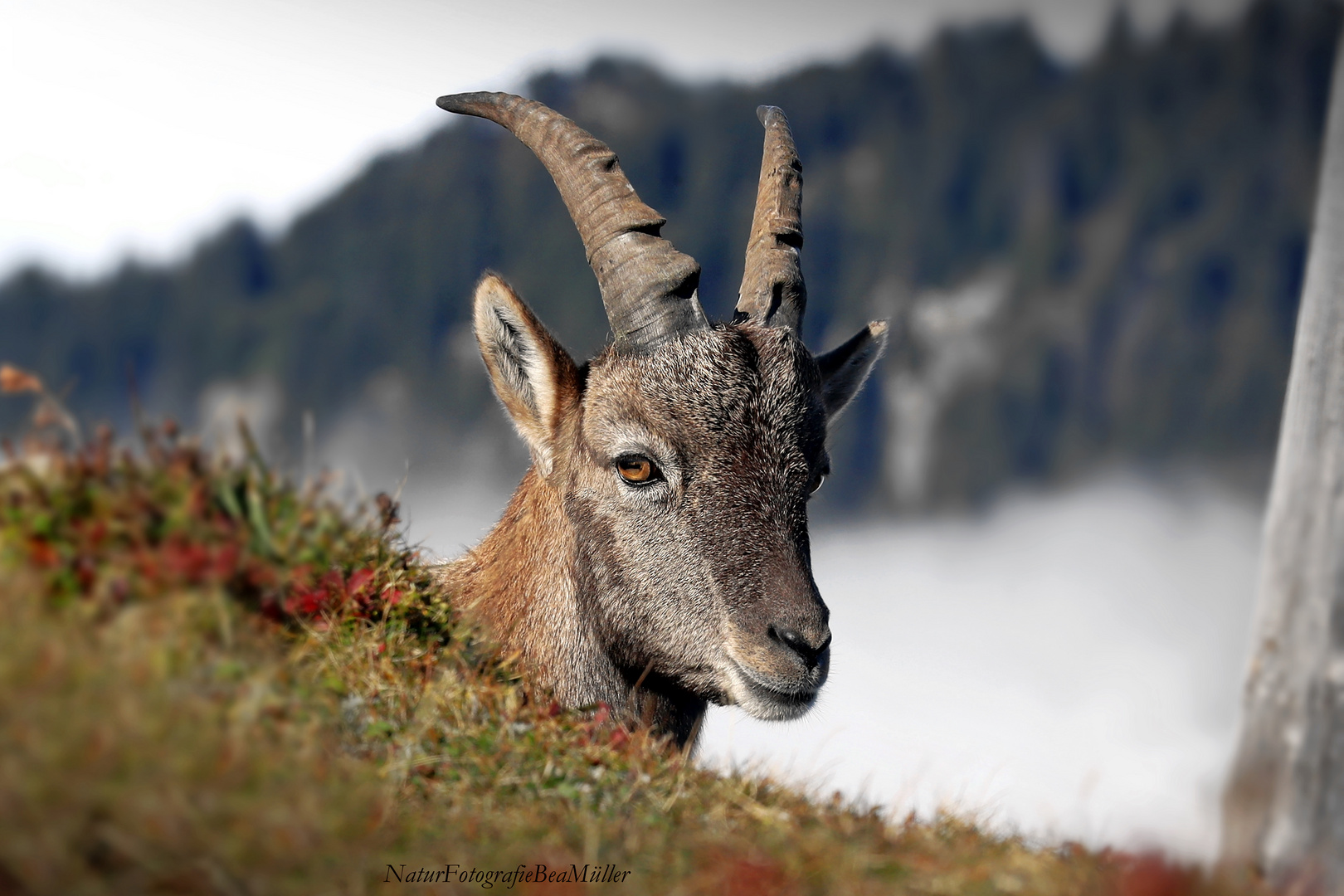 Der Steinbock im Porträt