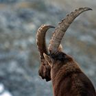 Der Steinbock - König der Alpen 1