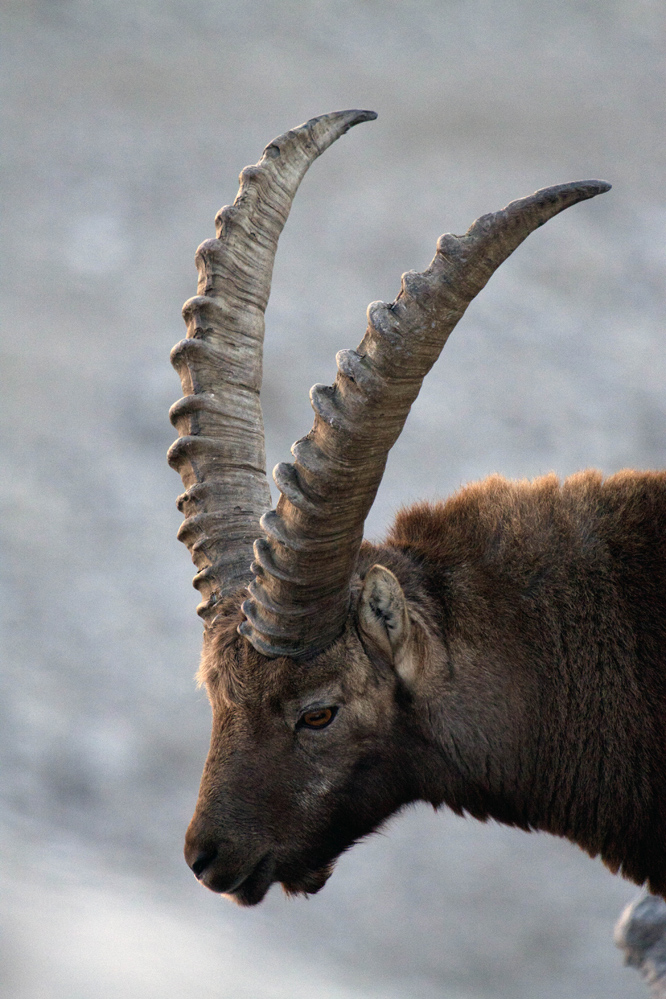 Der Steinbock - König der Alpen 2