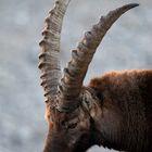 Der Steinbock - König der Alpen 2